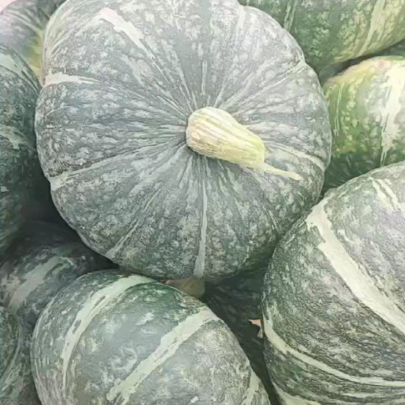甘肃旱地板栗南瓜