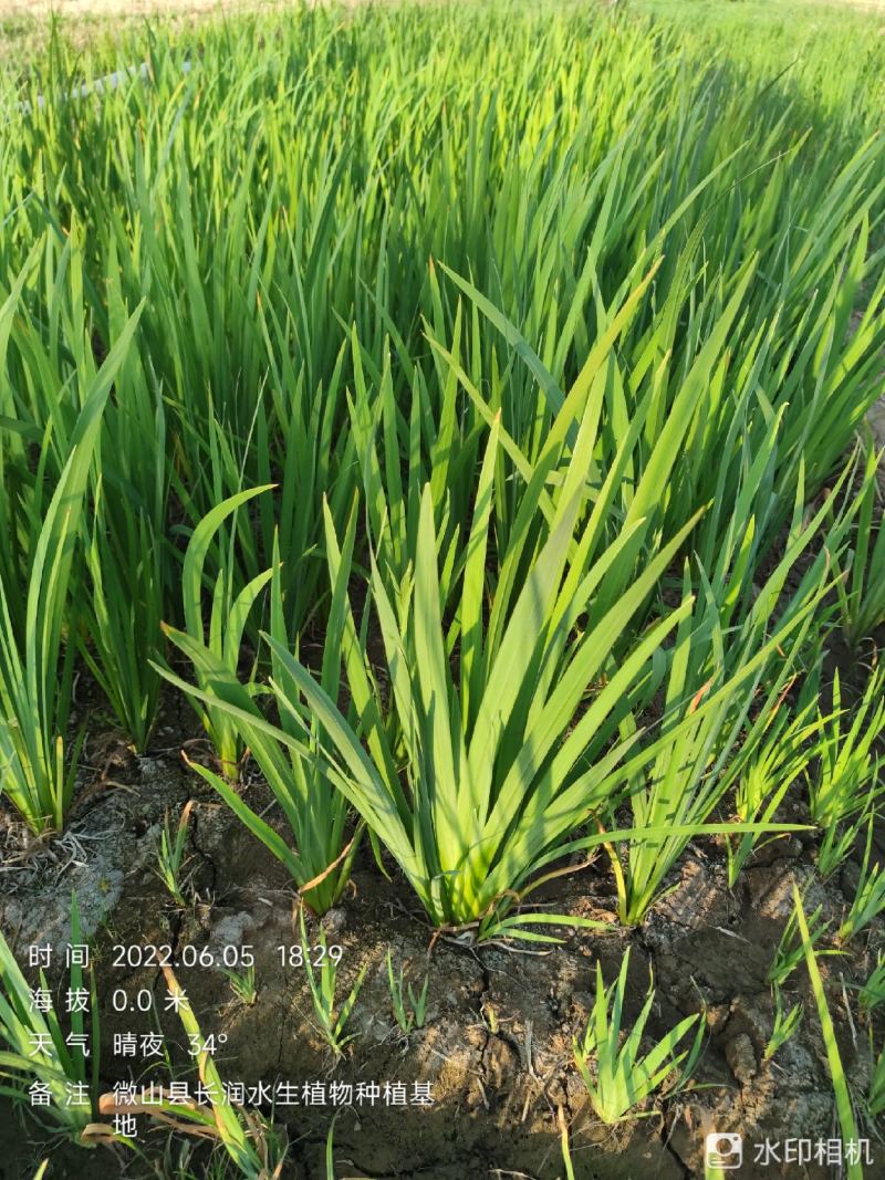 苗圃供应黄菖蒲基地直销视频看货保质保量货源