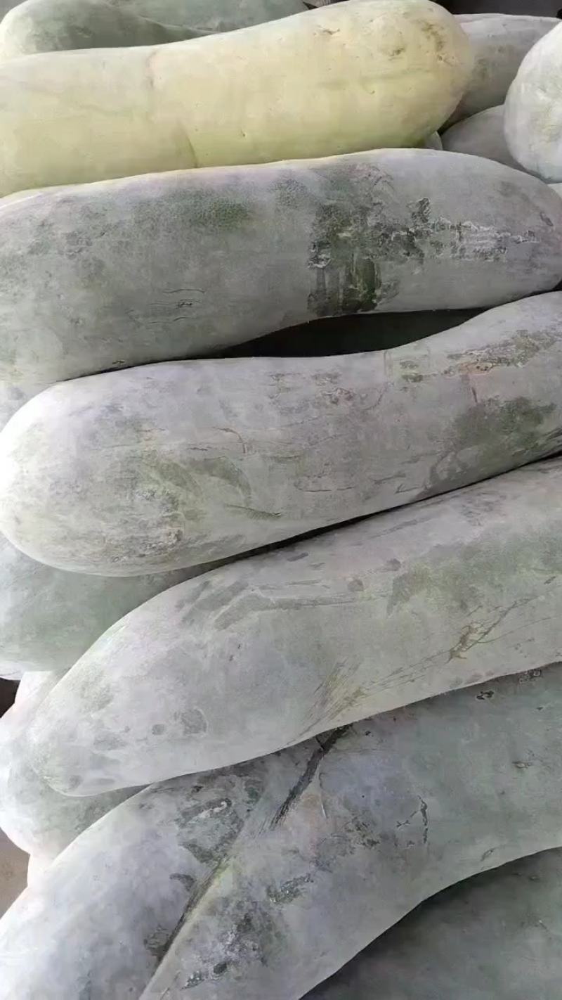 绿霸白皮冬瓜种子，绿霸粉皮冬瓜种子，品种齐全