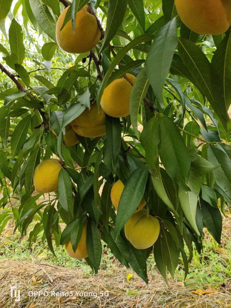 锦绣黄桃