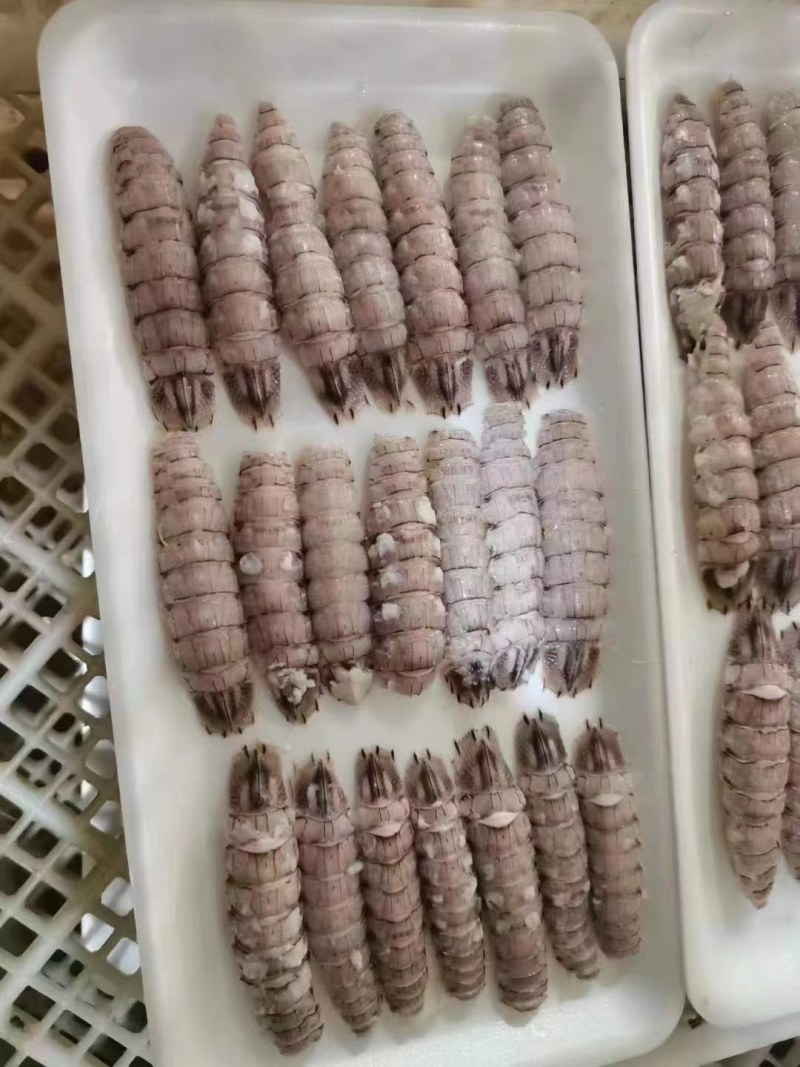 皮皮虾虾爬子
