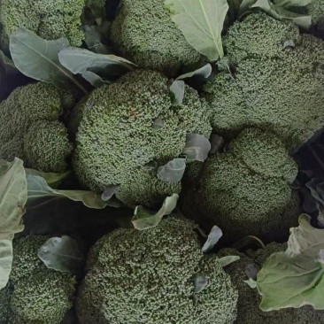 精品西兰花，小米粒，供新疆，内蒙，东北大市场，超市