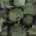 精品西兰花，小米粒，供新疆，内蒙，东北大市场，超市