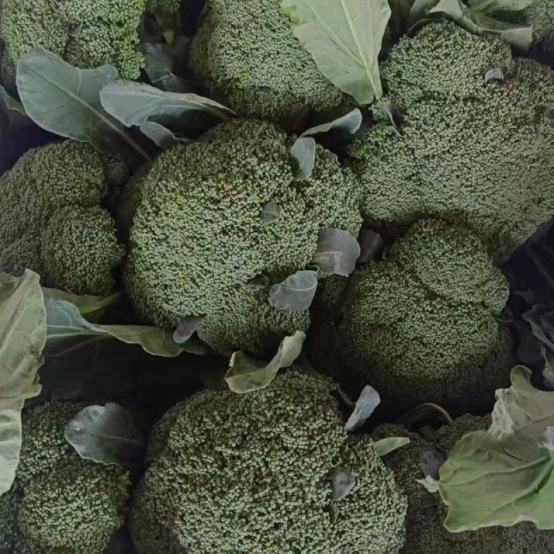 精品西兰花，小米粒，供新疆，内蒙，东北大市场，超市