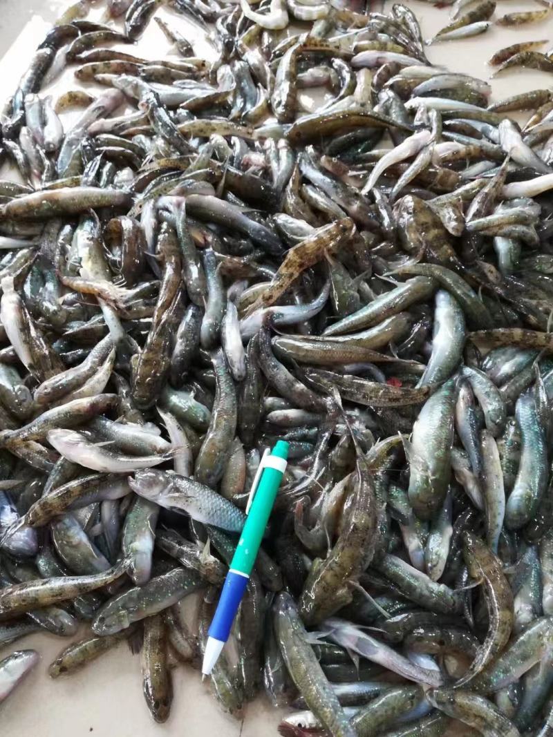狗母鱼