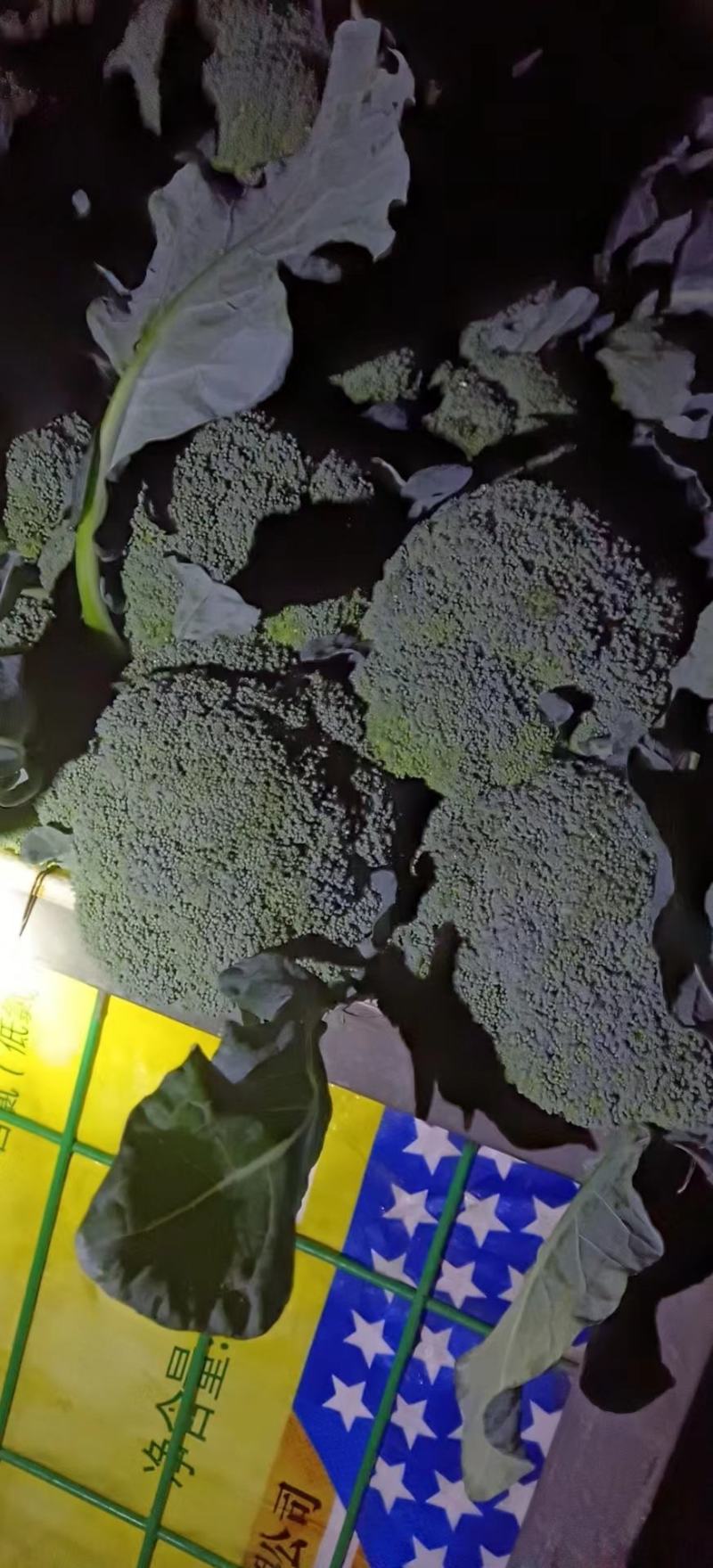 精品西兰花，小米粒，供新疆，内蒙，东北大市场，超市