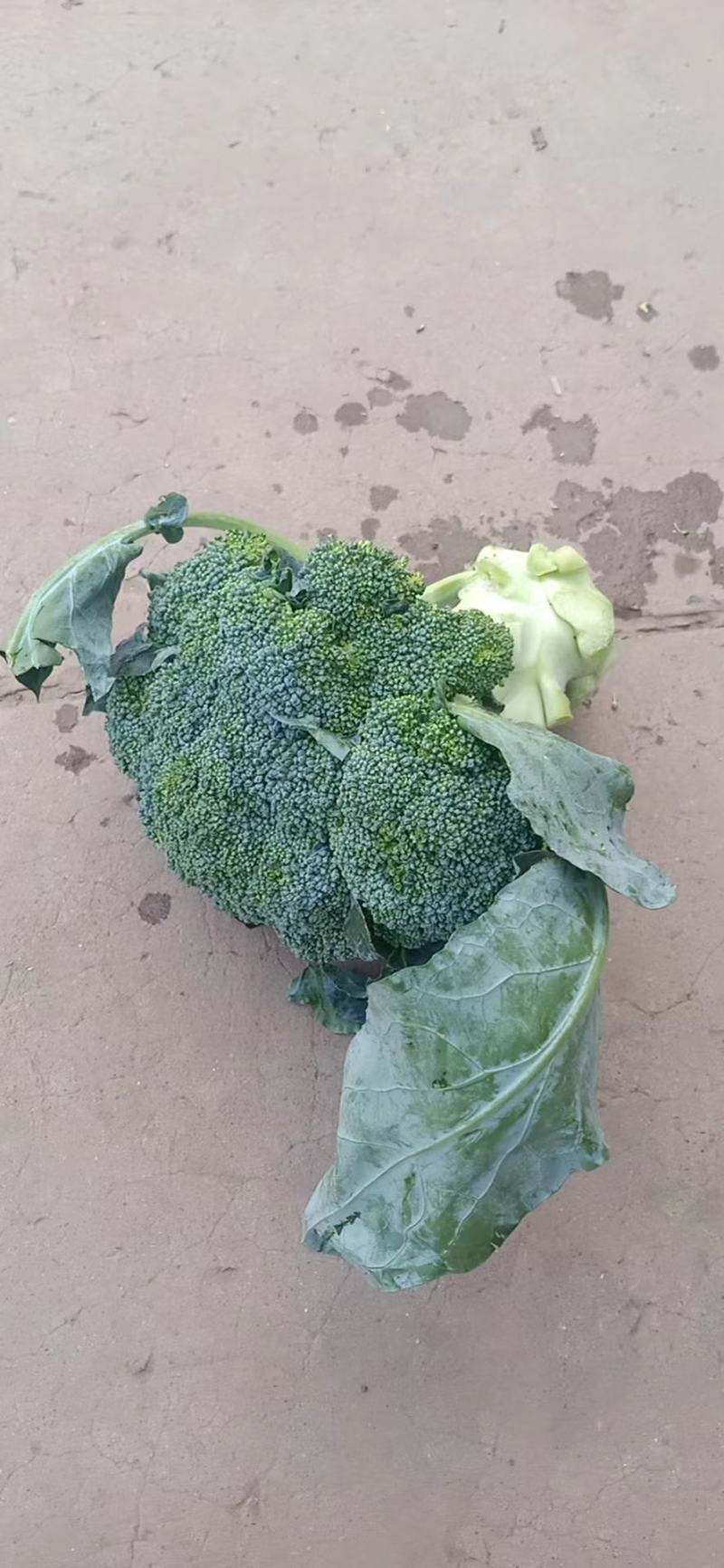 精品西兰花，小米粒，供新疆，内蒙，东北大市场，超市