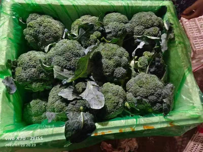 精品西兰花，小米粒，供新疆，内蒙，东北大市场，超市