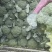 精品西兰花，小米粒，供新疆，内蒙，东北大市场，超市
