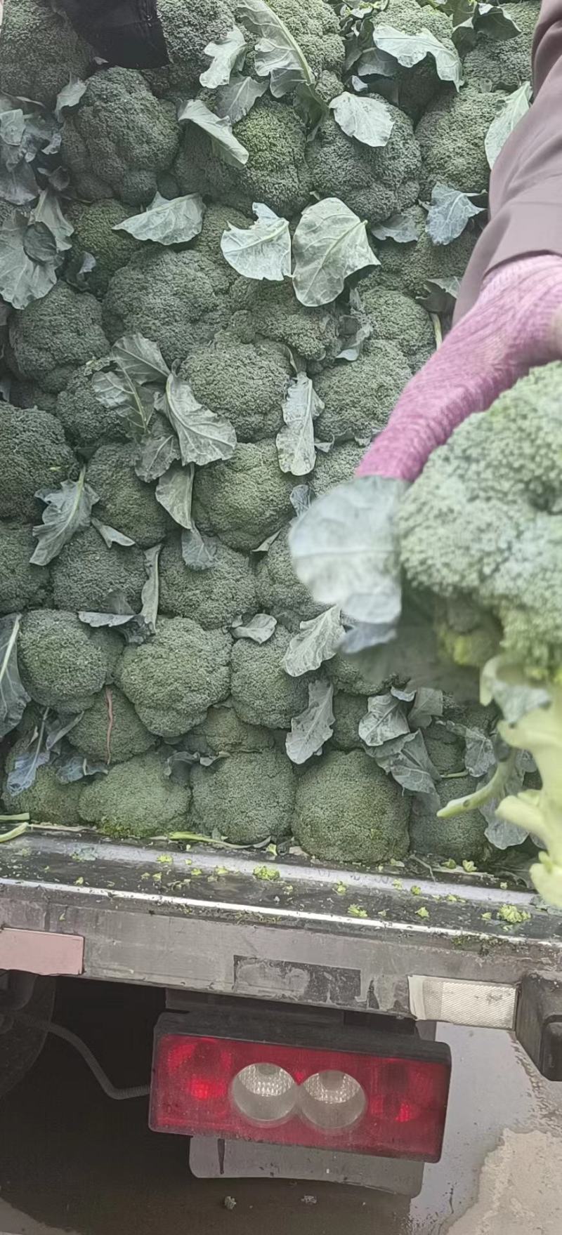 精品西兰花，小米粒，供新疆，内蒙，东北大市场，超市