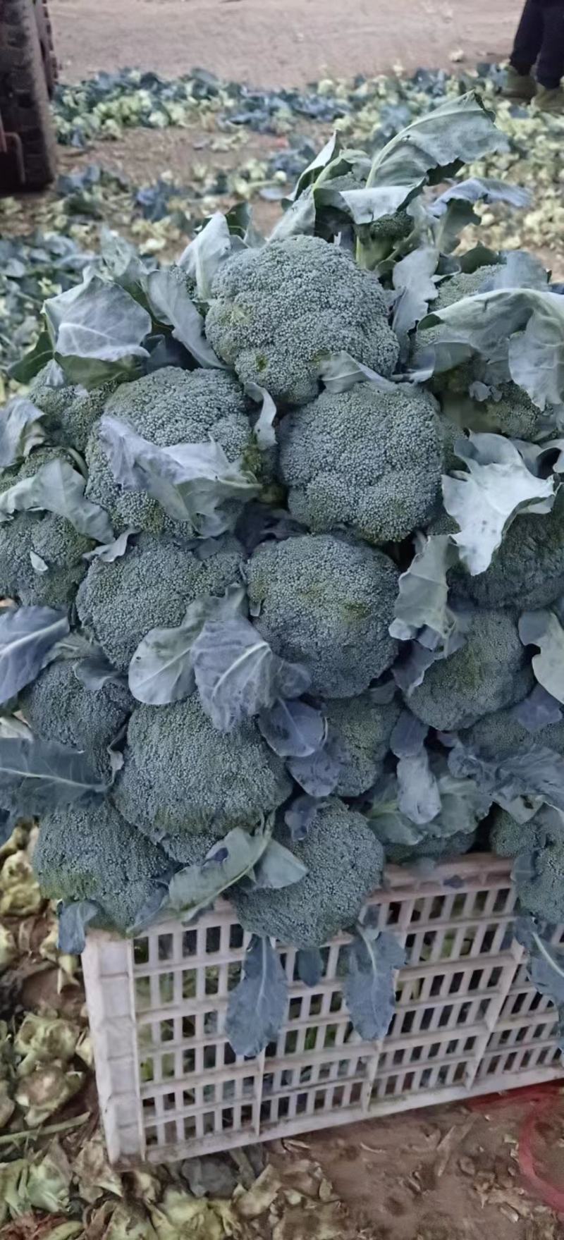 精品西兰花，小米粒，供新疆，内蒙，东北大市场，超市