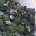 精品西兰花，小米粒，供新疆，内蒙，东北大市场，超市