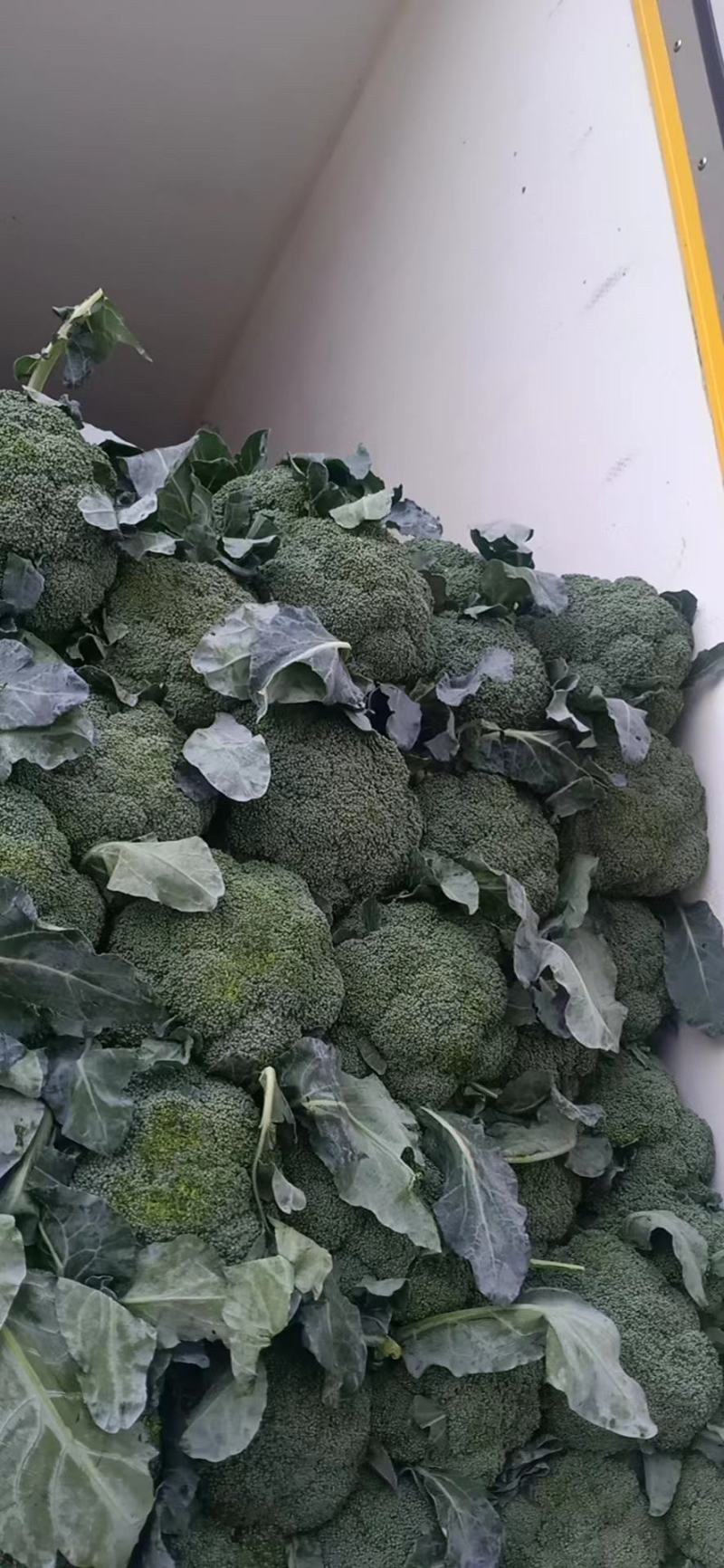 精品西兰花，小米粒，供新疆，内蒙，东北大市场，超市