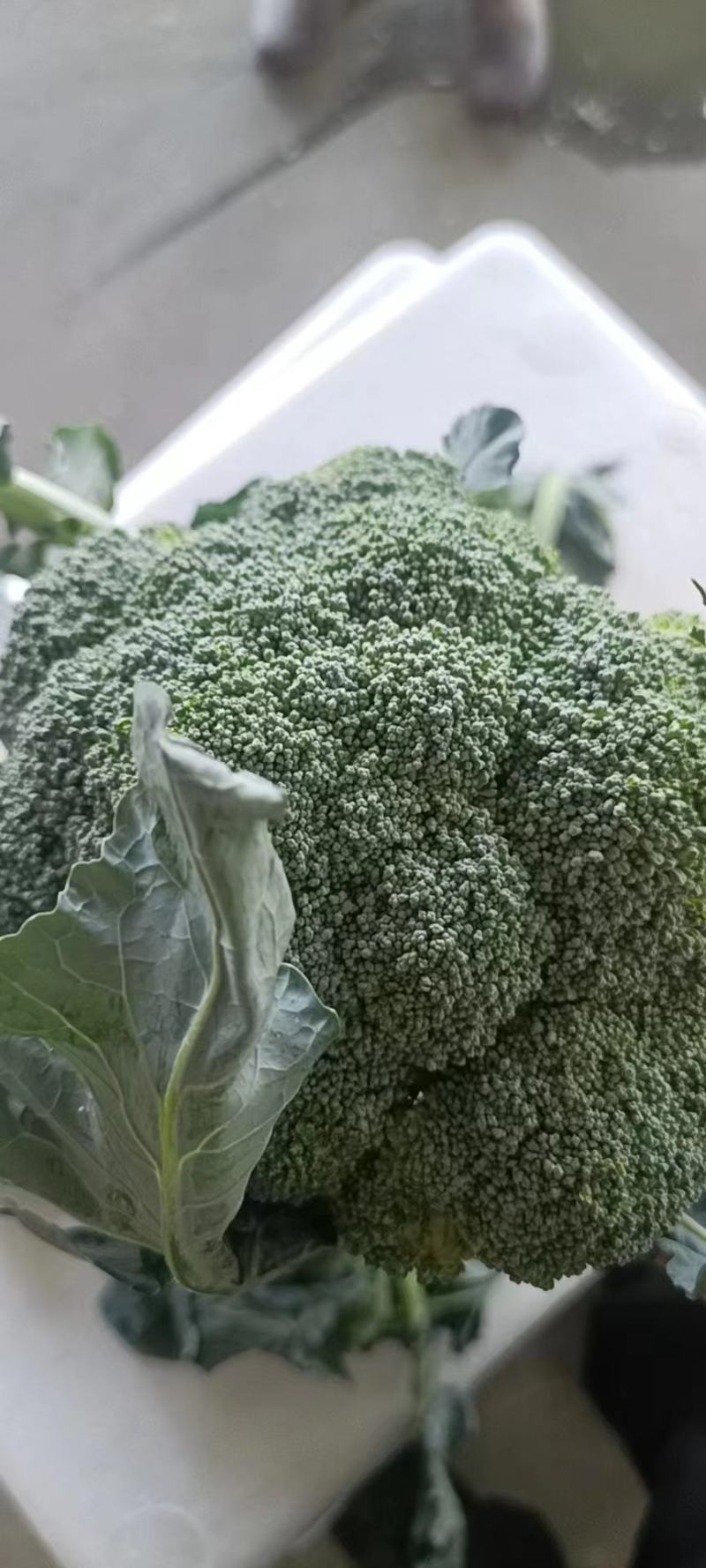 精品西兰花，小米粒，供新疆，内蒙，东北大市场，超市