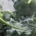 精品西兰花，小米粒，供新疆，内蒙，东北大市场，超市