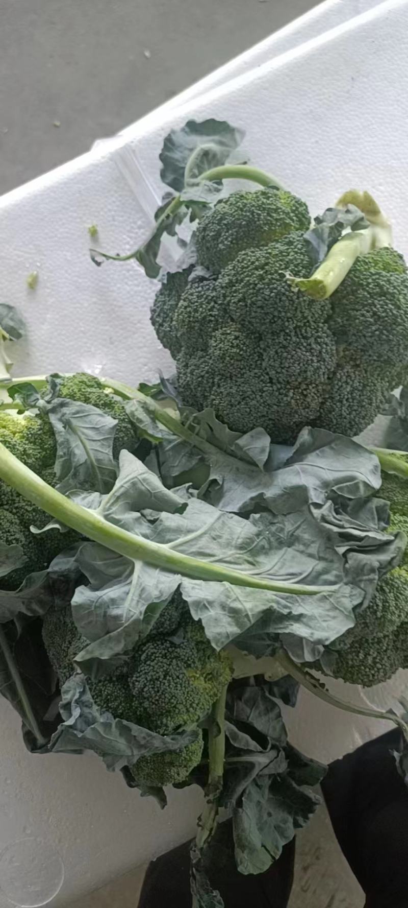 精品西兰花，小米粒，供新疆，内蒙，东北大市场，超市