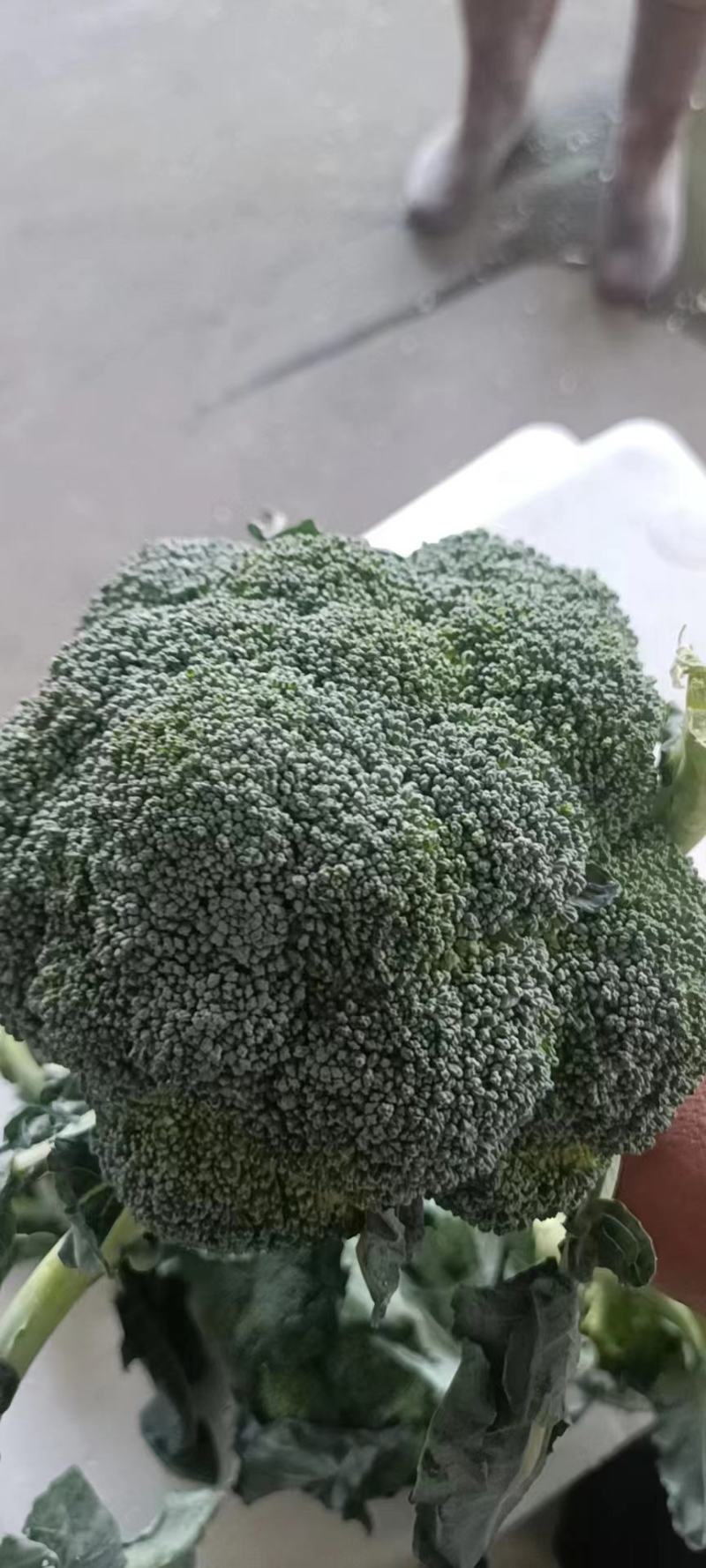 精品西兰花，小米粒，供新疆，内蒙，东北大市场，超市