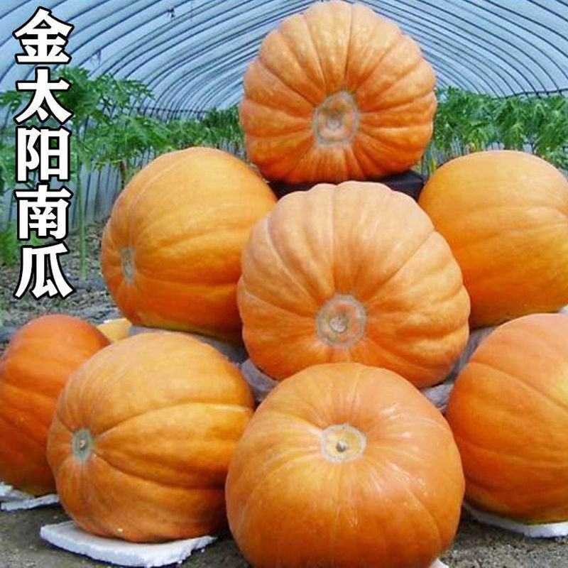 博大金太阳南瓜种子口感甜面扁圆形南瓜种籽春秋季农家