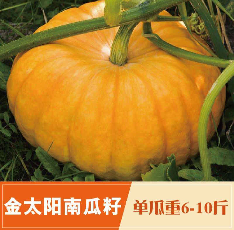 博大金太阳南瓜种子口感甜面扁圆形南瓜种籽春秋季农家