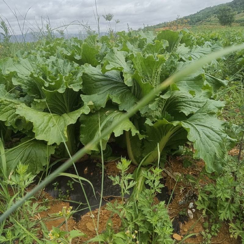 精品云南寻甸高山绍菜