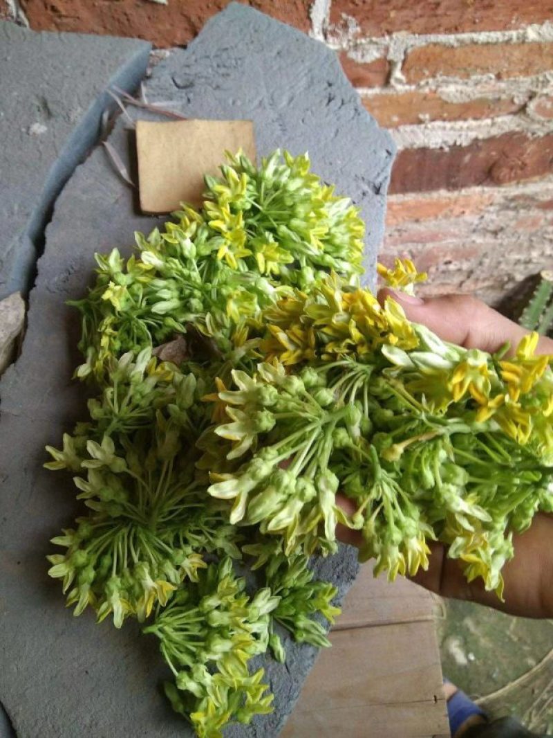 夜兰花，花王，天花板级