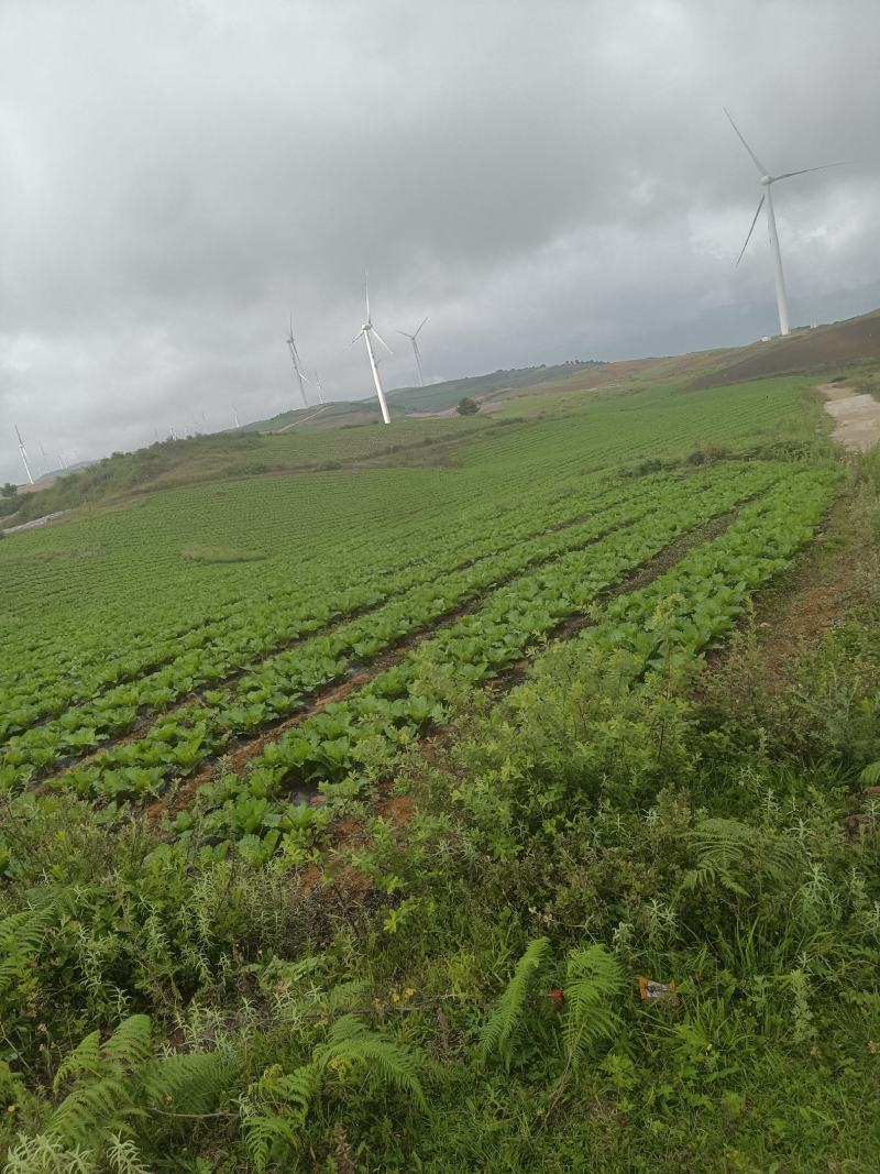 精品云南寻甸高山绍菜