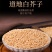白芥子白芥子中药材白芥子批发生白芥子白芥籽白芥末