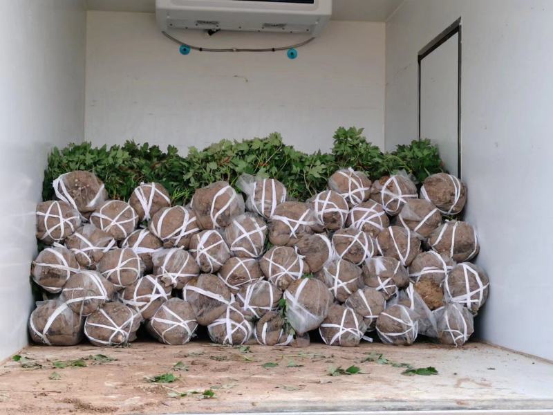 精品观赏牡丹基地直销几十个品种牡丹花苗带土球千层重瓣花