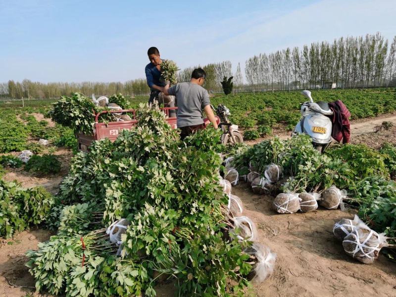 精品观赏牡丹基地直销几十个品种牡丹花苗带土球千层重瓣花