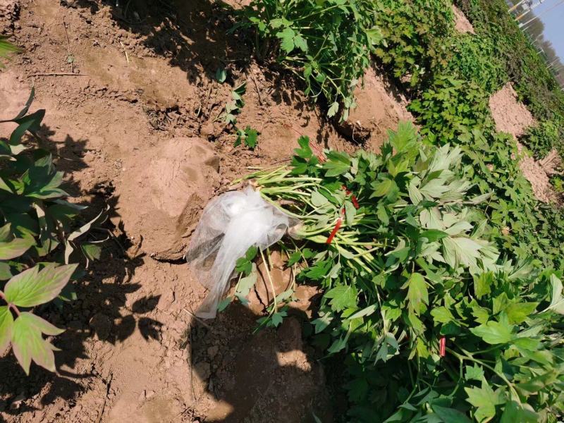 精品观赏牡丹基地直销几十个品种牡丹花苗带土球千层重瓣花