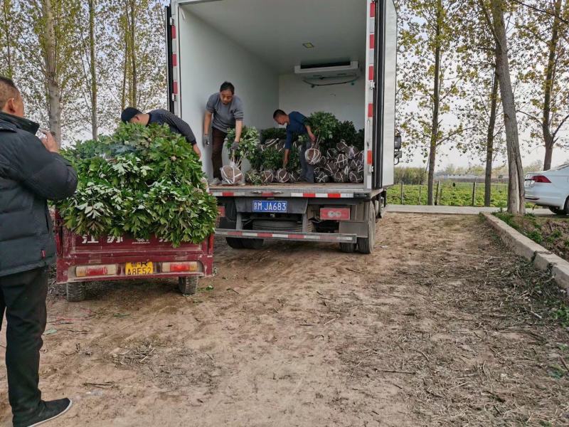 精品观赏牡丹基地直销几十个品种牡丹花苗带土球千层重瓣花