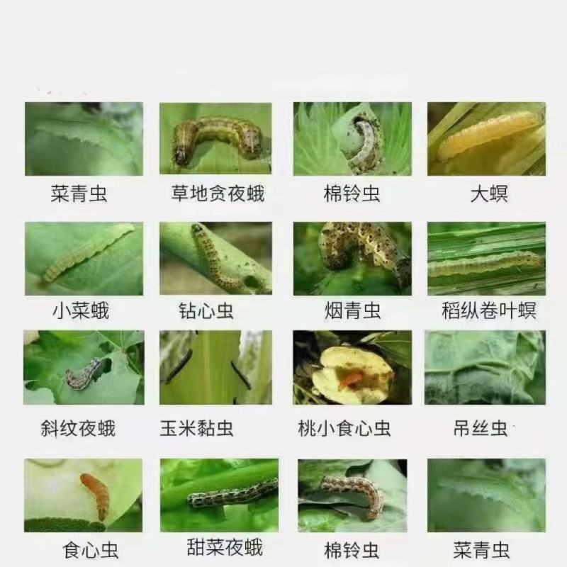 欧劲杀虫剂甲氨基阿维菌素苯甲酸盐+虫螨腈小菜蛾农药杀虫剂
