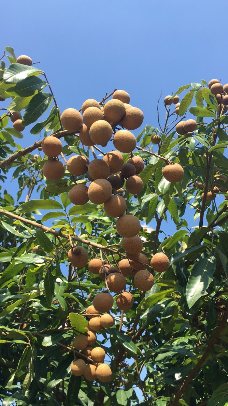 石硖龙眼几千亩果园大货日稳定供应2-5万斤