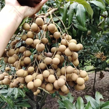 石硖龙眼果园货大量上市，日稳定供应2-5万斤