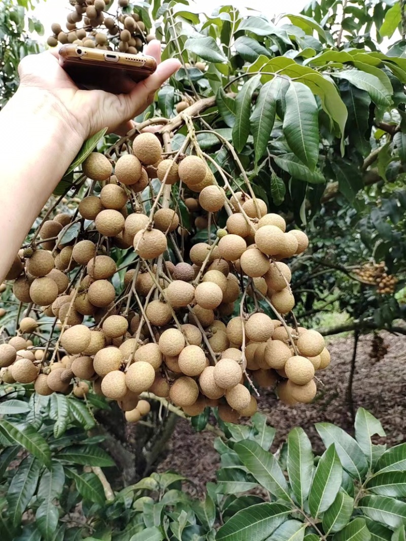 石硖龙眼果园货大量上市，日稳定供应2-5万斤