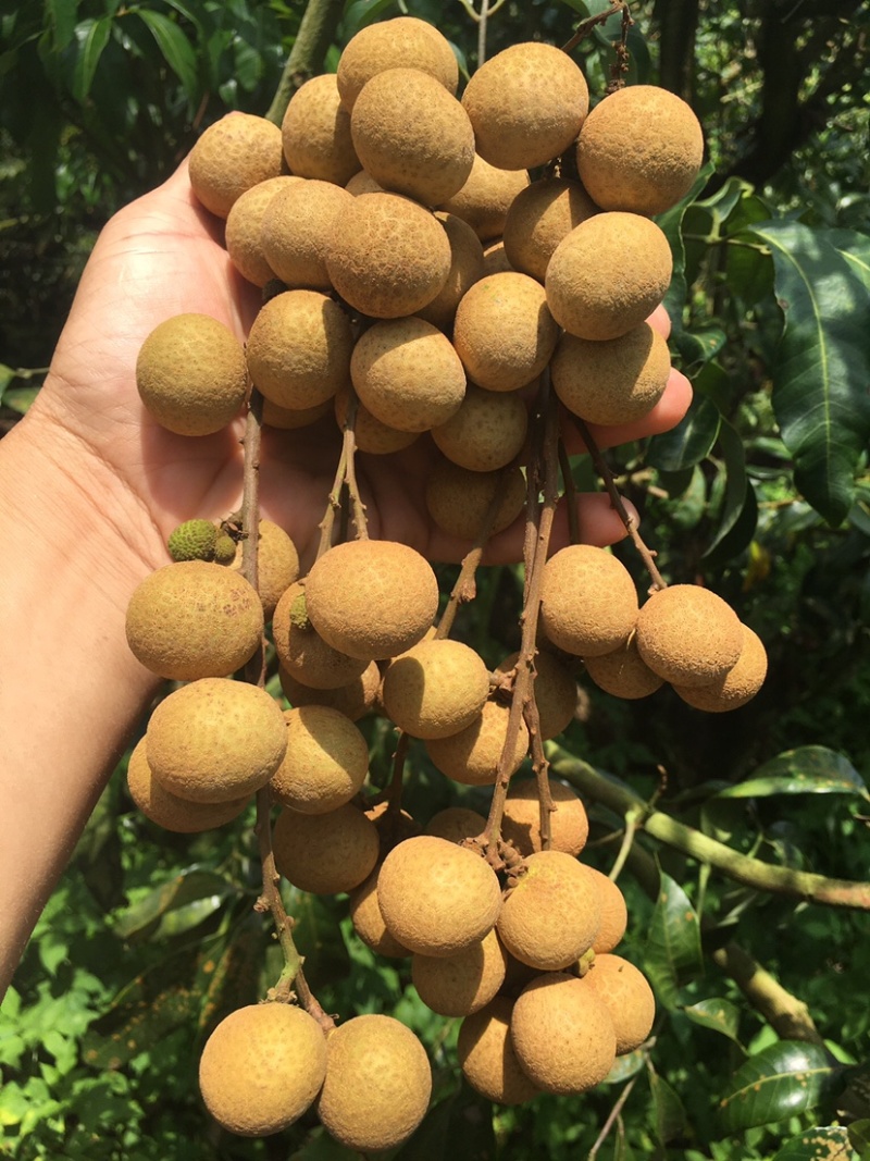 石硖龙眼果园货大量上市，日稳定供应2-5万斤