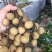储良龙眼果园大货，日稳定供应2-5万