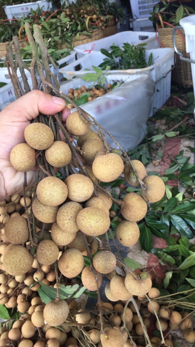 储良龙眼果园大货，日稳定供应2-5万