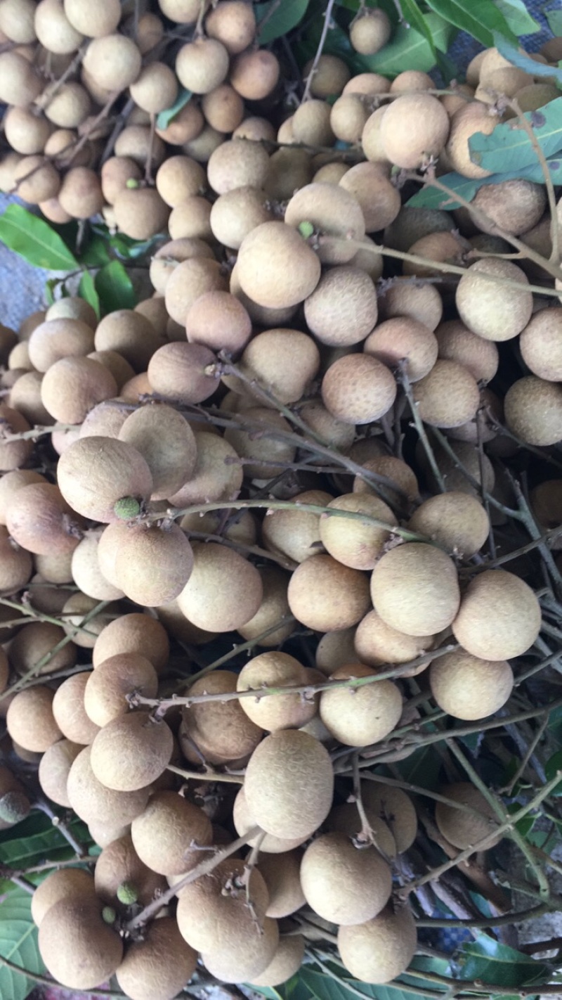 储良龙眼果园大货，日稳定供应2-5万