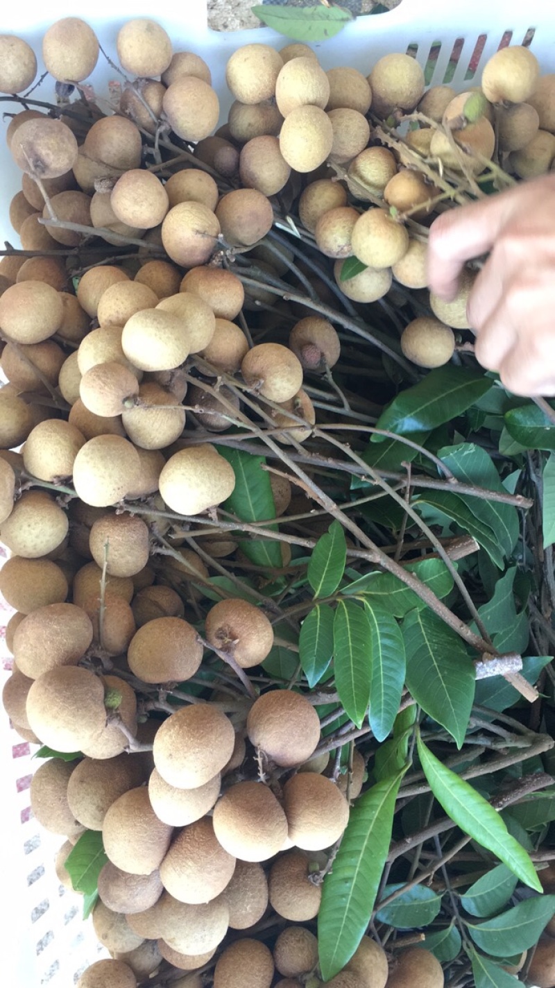 储良龙眼果园大货，日稳定供应2-5万