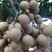 储良龙眼果园大货，日稳定供应2-5万