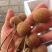 储良龙眼果园大货，日稳定供应2-5万