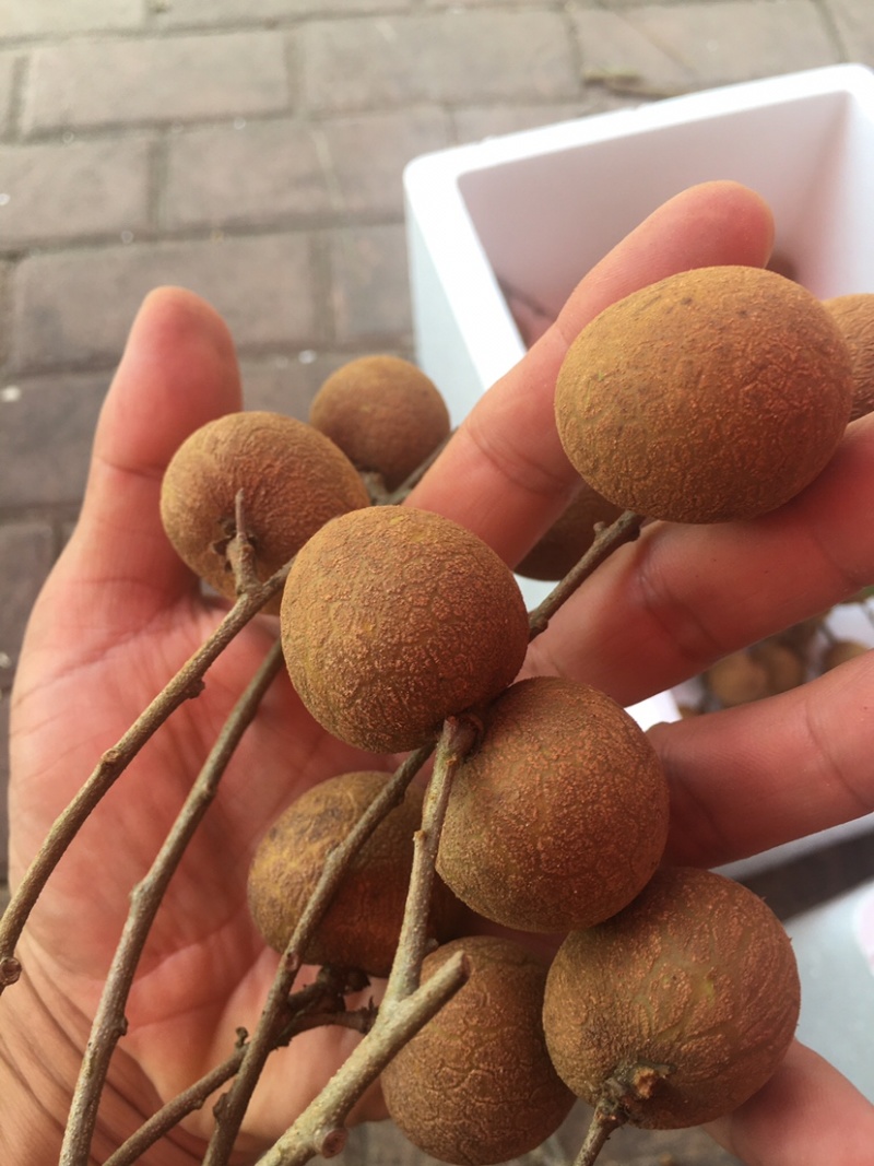 储良龙眼果园大货，日稳定供应2-5万