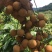 储良龙眼果园大货，日稳定供应2-5万