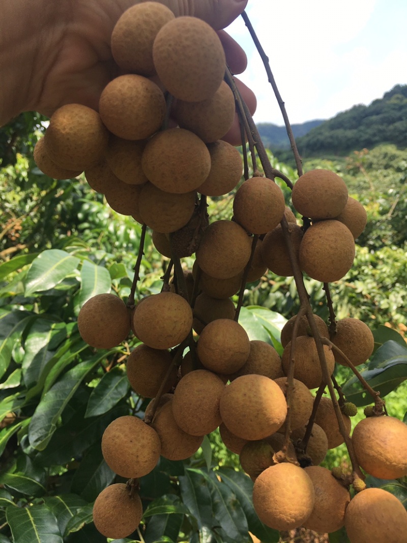储良龙眼果园大货，日稳定供应2-5万