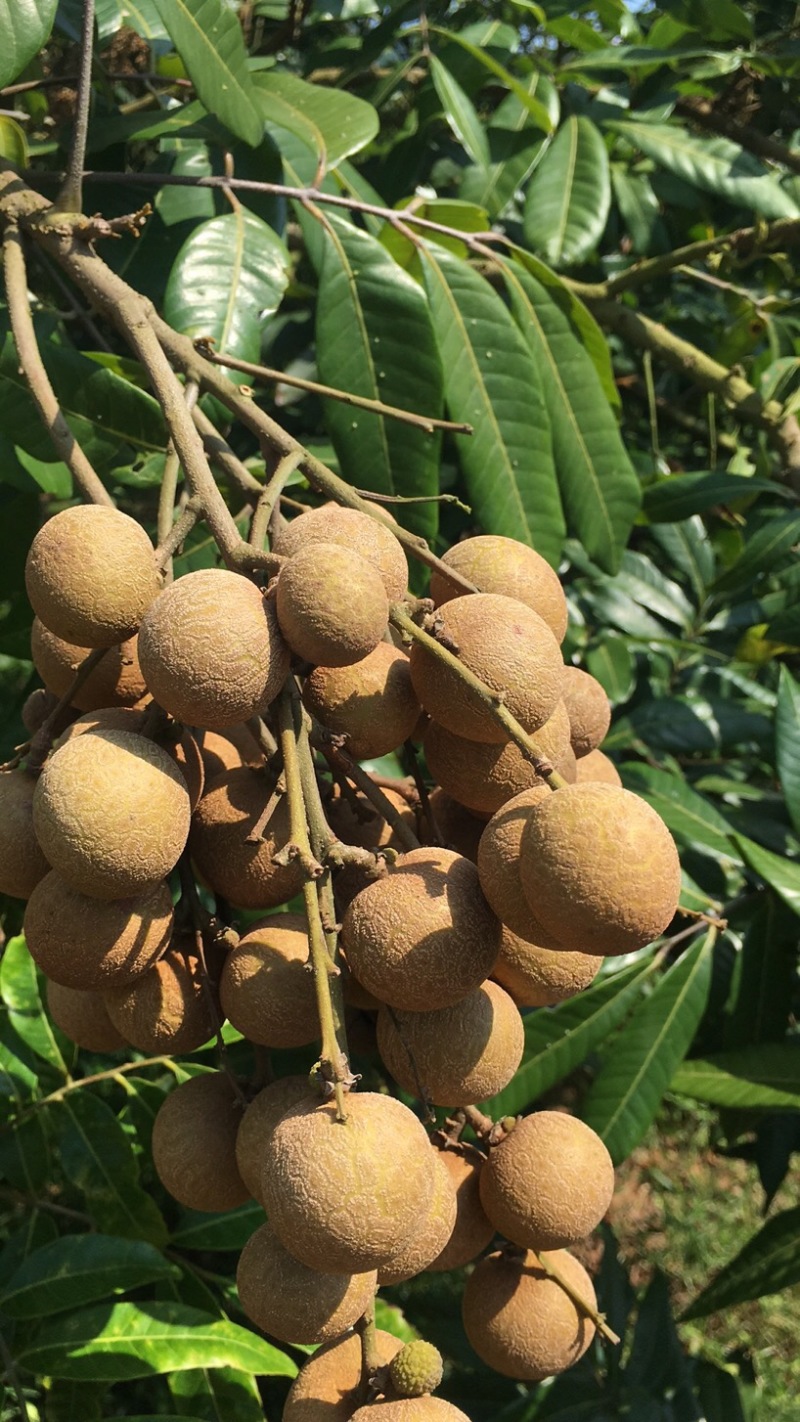 储良龙眼果园大货，日稳定供应2-5万