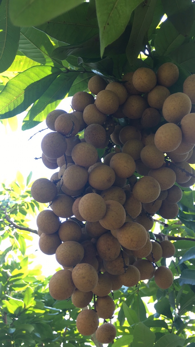储良龙眼果园大货，日稳定供应2-5万