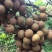 储良龙眼果园大货，日稳定供应2-5万