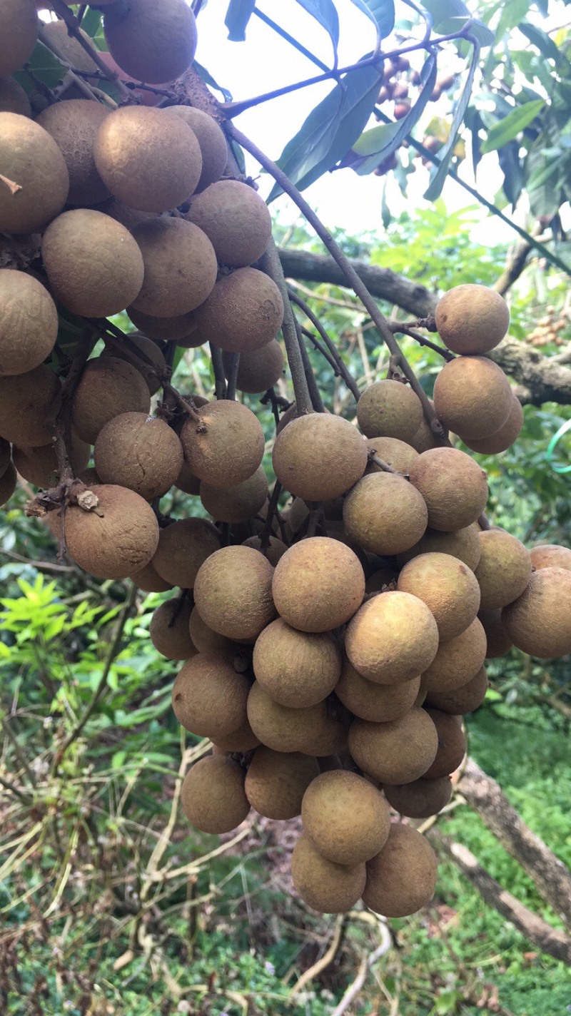 储良龙眼果园大货，日稳定供应2-5万