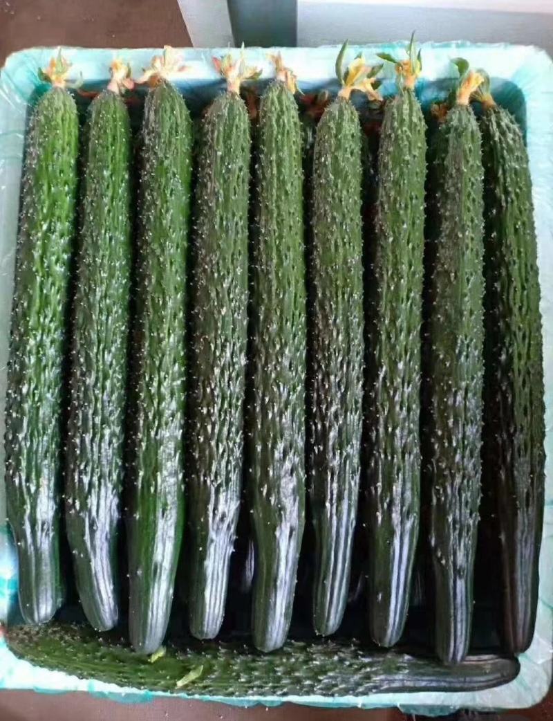 聊城黄瓜日上货量百万斤专业供应电商、市场